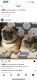 Pug Puppies for sale in Jacksonville, FL, USA. price: NA