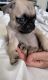 Pug Puppies for sale in Etiwanda, CA 91739, USA. price: $650