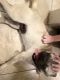 Pug Puppies for sale in Montclair, CA, USA. price: NA