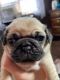 Pug Puppies for sale in Mercer, PA 16137, USA. price: $1,500