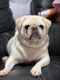 Pug Puppies for sale in Rice Lake, WI, USA. price: $500