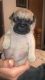 Pug Puppies for sale in Tucson, AZ, USA. price: NA