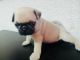 Pug Puppies for sale in Bakersfield, CA, USA. price: $500