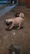 Pug Puppies for sale in Moorhead, MN 56560, USA. price: $750