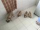 Pug Puppies for sale in Pune, Maharashtra, India. price: 12000 INR
