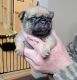 Pug Puppies for sale in Olin, NC 28660, USA. price: $1,300