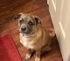 Pug Puppies for sale in Steelton, PA, USA. price: NA