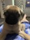 Pug Puppies for sale in Overland Park, KS, USA. price: $1,600