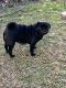 Pug Puppies for sale in Chillicothe, OH 45601, USA. price: $1,000