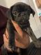 Pug Puppies for sale in Mesa, AZ 85202, USA. price: NA