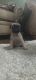Pug Puppies for sale in Greeley, CO, USA. price: NA