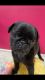 Pug Puppies for sale in Saltsburg, PA 15681, USA. price: NA