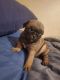 Pug Puppies for sale in Omaha, NE, USA. price: $750
