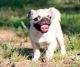 Pug Puppies for sale in Royse City, TX, USA. price: $1,800
