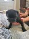 Pug Puppies for sale in Muskegon, MI, USA. price: NA