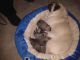 Pug Puppies for sale in Butler, IN 46721, USA. price: NA
