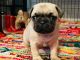 Pug Puppies for sale in Virginia Beach, VA, USA. price: $1,200