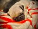Pug Puppies for sale in Ozark, AR 72949, USA. price: NA