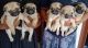 Pug Puppies for sale in Peyad, Kerala, India. price: NA