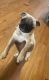Pug Puppies for sale in McKinney, TX, USA. price: $800