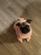 Pug Puppies for sale in Conroe, TX 77385, USA. price: $500