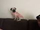 Pug Puppies for sale in Oceanside, CA, USA. price: NA