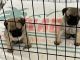 Pug Puppies for sale in Versailles, KY 40383, USA. price: $900