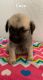 Pug Puppies for sale in Queen Creek, AZ 85140, USA. price: $400