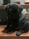 Pug Puppies for sale in Mesa, AZ 85207, USA. price: NA