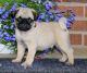 Pug Puppies for sale in Los Angeles, CA 90060, USA. price: NA