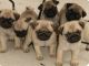 Pug Puppies for sale in Nashville, TN, USA. price: $950