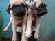 Pug Puppies for sale in Doddanna Nagar, Kaval Bairasandra, Bengaluru, Karnataka 560045, India. price: 10000 INR