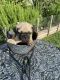 Pug Puppies for sale in Houston, TX, USA. price: $500,550