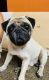 Pug Puppies for sale in Chennai, Tamil Nadu, India. price: NA