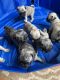 Pug Puppies for sale in Morganton, NC 28655, USA. price: $100,000