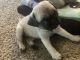 Pug Puppies for sale in Phoenix, AZ, USA. price: $950