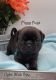 Pug Puppies for sale in Olin, NC 28660, USA. price: $110,000