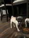 Pug Puppies for sale in Von Ormy, TX, USA. price: NA