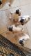 Pug Puppies for sale in Palmdale, CA 93550, USA. price: NA