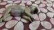Pug Puppies for sale in Badshahpur, Sector 66, Gurugram, Haryana, India. price: 8000 INR