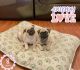 Pug Puppies for sale in Katy, TX 77450, USA. price: NA
