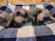 Pug Puppies for sale in Warrens, WI 54666, USA. price: $1,600