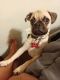 Pug Puppies for sale in 229 Russellville Ct, Fayetteville, NC 28306, USA. price: NA