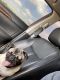 Pug Puppies for sale in New Braunfels, TX, USA. price: $600