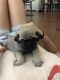 Pug Puppies for sale in Rancho Palos Verdes, CA, USA. price: NA