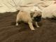 Pug Puppies for sale in Reed City, MI 49677, USA. price: $850