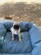 Pug Puppies for sale in 15423 W Sierra St, Surprise, AZ 85379, USA. price: $600