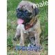 Pug Puppies for sale in Mission, TX, USA. price: $380