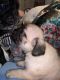 Pug Puppies for sale in Whittier, NC 28789, USA. price: NA
