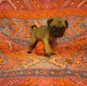 Pug Puppies for sale in Black Mountain, NC 28711, USA. price: NA